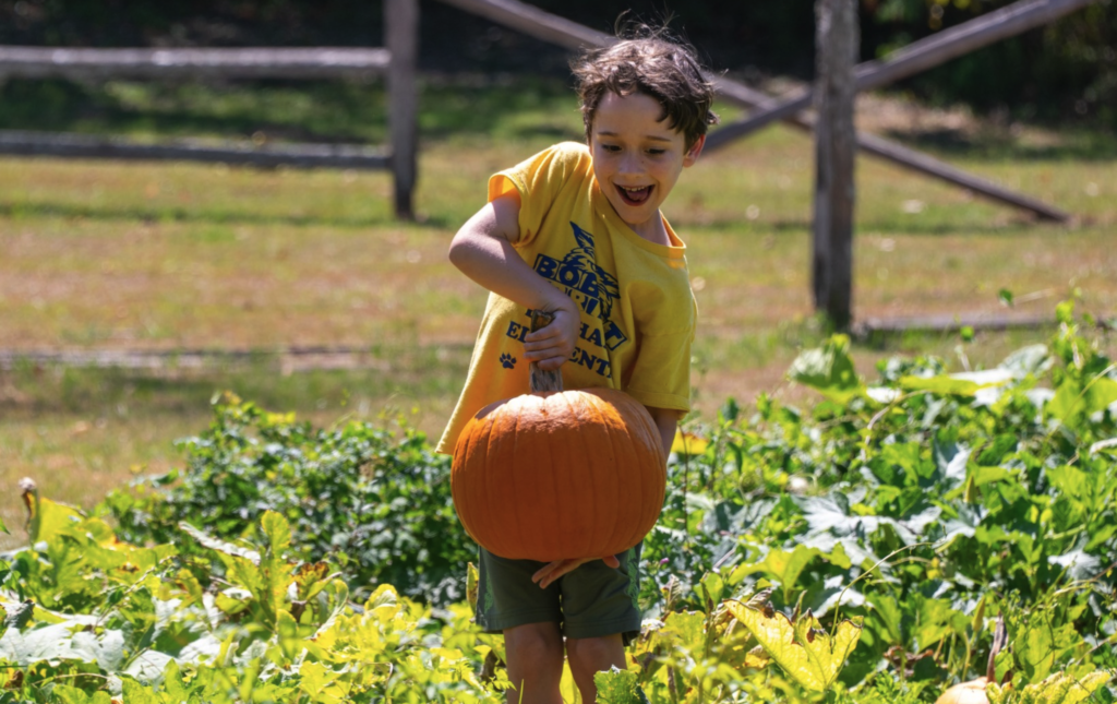 Pumpkin Patch