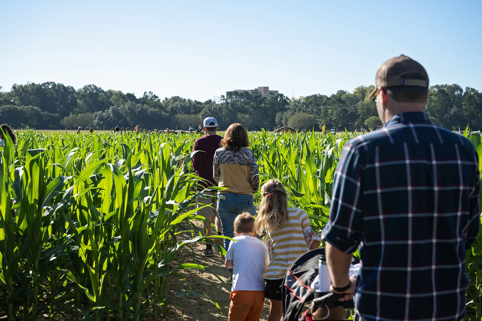 Corn Maze at Burden