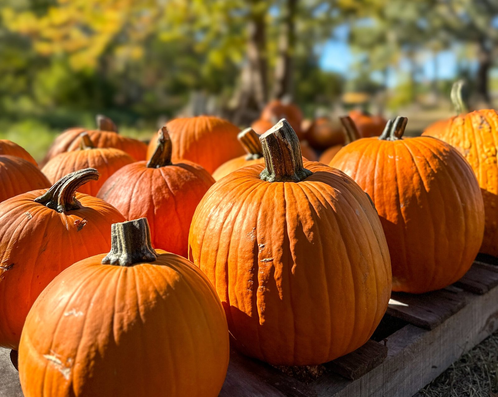 Trinity Lutheran Pumpkin Patch